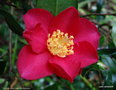 vignette ' Crimson king ' camellia sasanqua