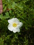 vignette Rosa fedtschenkoana