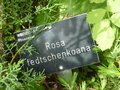 vignette Rosa fedtschenkoana