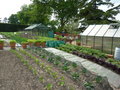 vignette Potager de Wisley garden