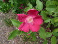 vignette Rosa chinensis 'Sanguinea'