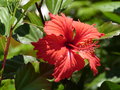 vignette hibiscus (fleur rouge)