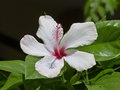 vignette hibiscus (fleur blanche)