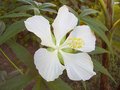 vignette Hibiscus coccineus Star Of Texas (alba)