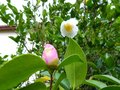 vignette Camellia Sasanqua Fukuzutsumi premire fleur de la saison au 09 10 12