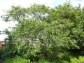 vignette Prunus x subhirtella 'Autumnalis ' - Cerisier d'Automne