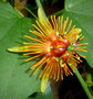 vignette Passiflora Sunburst