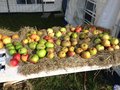 vignette Exposant Ppinire La valle verte  Brest Exposition de pommes