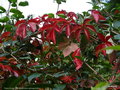 vignette Vigne vierge ( Parthenocissus quinquefolia )