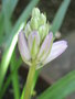 vignette Scille campanule - Hyacinthoides hispanica