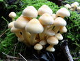 vignette Hypholome en touffe (Hypholoma fasciculare)  champignon vnneux