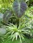 vignette Colocasia esculenta var. antiquorum 'black beauty'