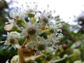 vignette Fatsia japonica au 20 10 12