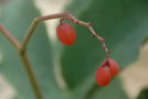 vignette Cyphostema bainesii (fruits)