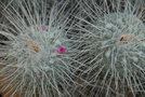 vignette Mammillaria geminispina