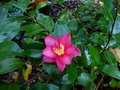 vignette Camellia Hiemalis Kanjiro premire fleur de la saison au 21 10 12