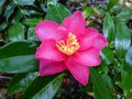 vignette Camellia Hiemalis Kanjiro premire fleur de la saison gros plan au 21 10 12