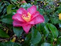 vignette Camellia hiemalis Kanjiro premire fleur gros plan au 21 10 12