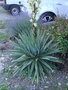 vignette Yucca flacida x gloriosa ?