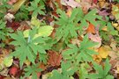 vignette Anemonastrum canadense = Anemone canadensis