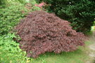 vignette Acer palmatum 'Dissectum atropurpureum'