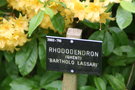 vignette Rhododendron 'Bartholo Lassari'