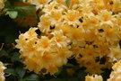 vignette Rhododendron 'Bartholo Lassari'