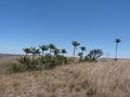 vignette Dypsis decipiens