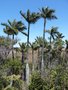 vignette Dypsis decipiens