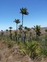 vignette Dypsis decipiens