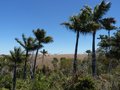 vignette Dypsis decipiens