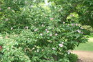 vignette Magnolia x Brooklynensis (acuminata x lilflora) 'Eva Maria'