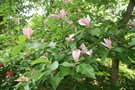 vignette Magnolia x Brooklynensis (acuminata x lilflora) 'Eva Maria'