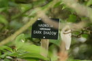 vignette Magnolia (Gresham) 'Dark Shadow'