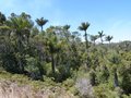 vignette Dypsis decipiens