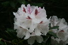 vignette Rhododendron (yakushimanum x 'Bud Flanagan' 'Harkwood Premier'