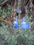 vignette Salvia chamaedryoides 'argentea'