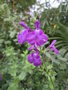 vignette Salvia microphylla x chamaedryoides