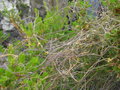 vignette Cassytha pubescens