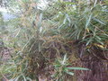 vignette Cassytha pubescens