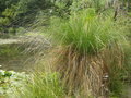 vignette Carex secta