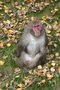 vignette Macaque japonais