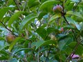 vignette Camellia sasanqua Plantation pink gros plan des fruits au 24 10 12