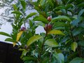 vignette Camellia hiemalis Kanjiro gros plan de quelques fruits au 24 10 12