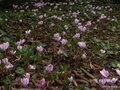 vignette Cyclamen de Naples ( hederifolium )