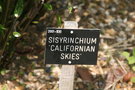 vignette Sisyrinchium 'Californian skies'