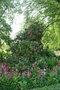vignette Primula / Rhododendron