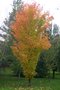 vignette Acer saccharum ssp. nigrum 'Monumentale' = A. saccharum 'Temple's Upright'