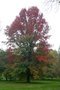 vignette Quercus palustris