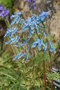 vignette Corydalis flexuosum